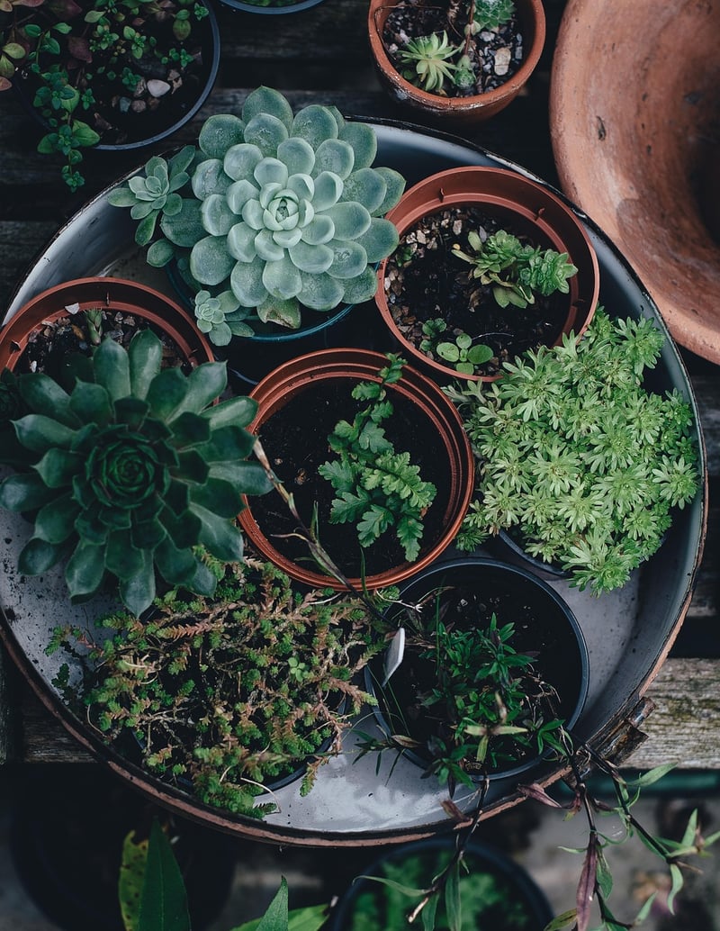 Foliage Varieties