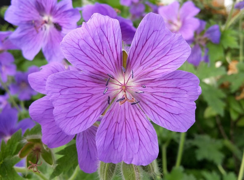 Deadheading